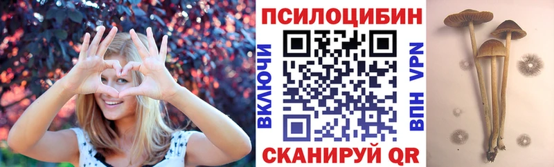 даркнет Telegram  Королёв  Псилоцибиновые грибы Psilocybine cubensis 